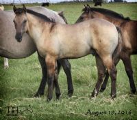 NR Dee Hancock's 2016 Colt
